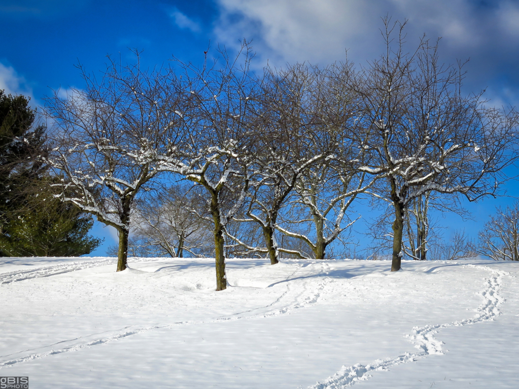 Footprints in the snow