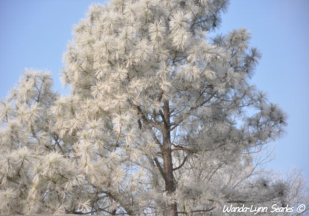 Covered with Frozen Frost