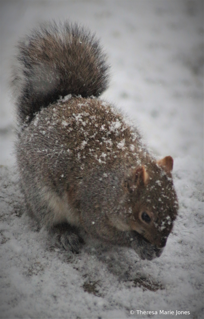 Cold Snack - ID: 15974356 © Theresa Marie Jones