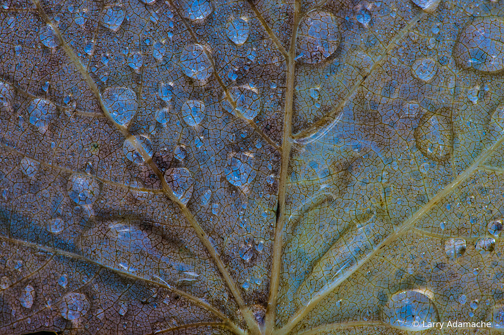 Water Droplets, _DS38621 - ID: 15974784 © Larry Adamache