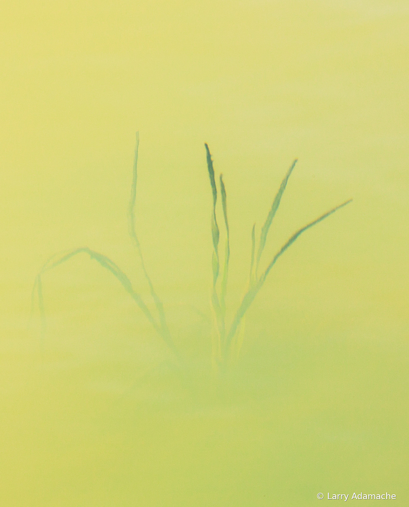 Water Plant, 908V8246 - ID: 15974785 © Larry Adamache