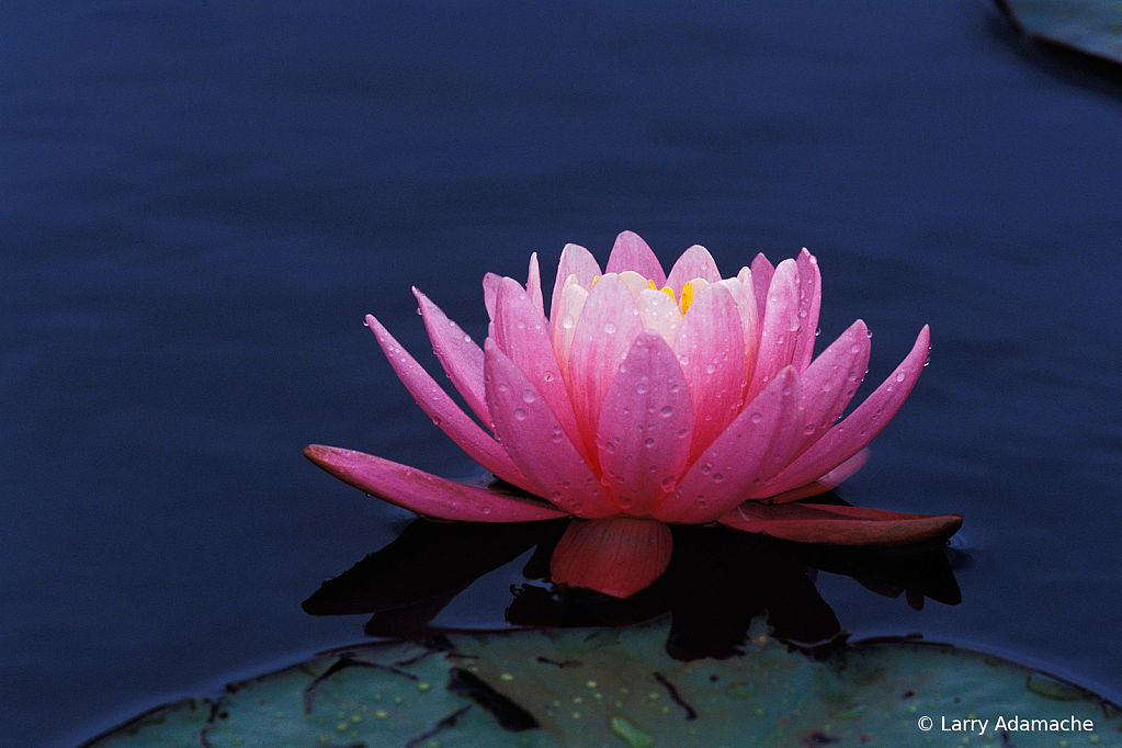 Waterlily, 2 - ID: 15974788 © Larry Adamache