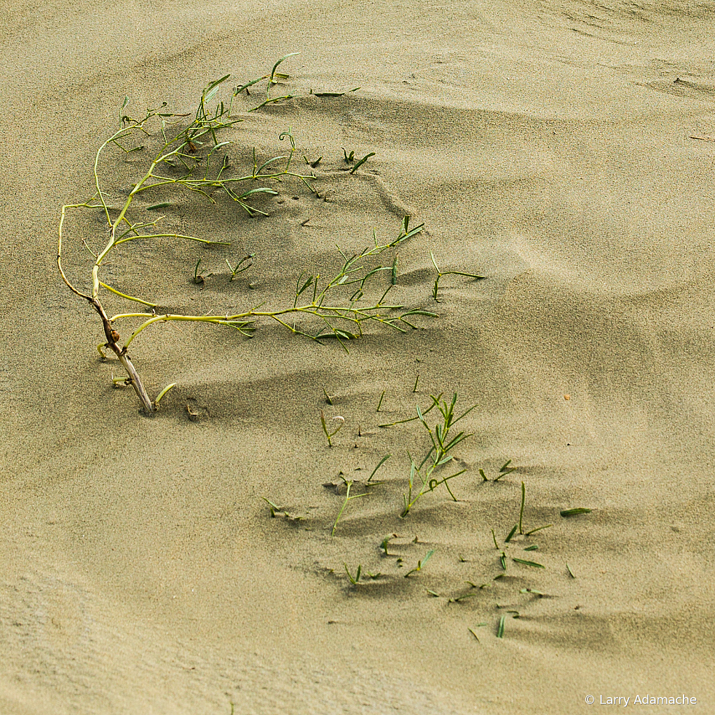 Weeds in Sand, 908V6107 - ID: 15974790 © Larry Adamache