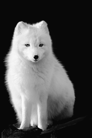 Arctic Fox