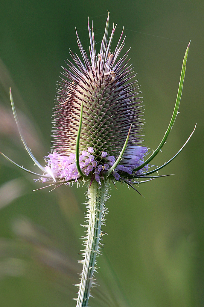 Common Teasel - ID: 15974833 © Lori A. Nevers