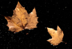 Autumn astronauts...