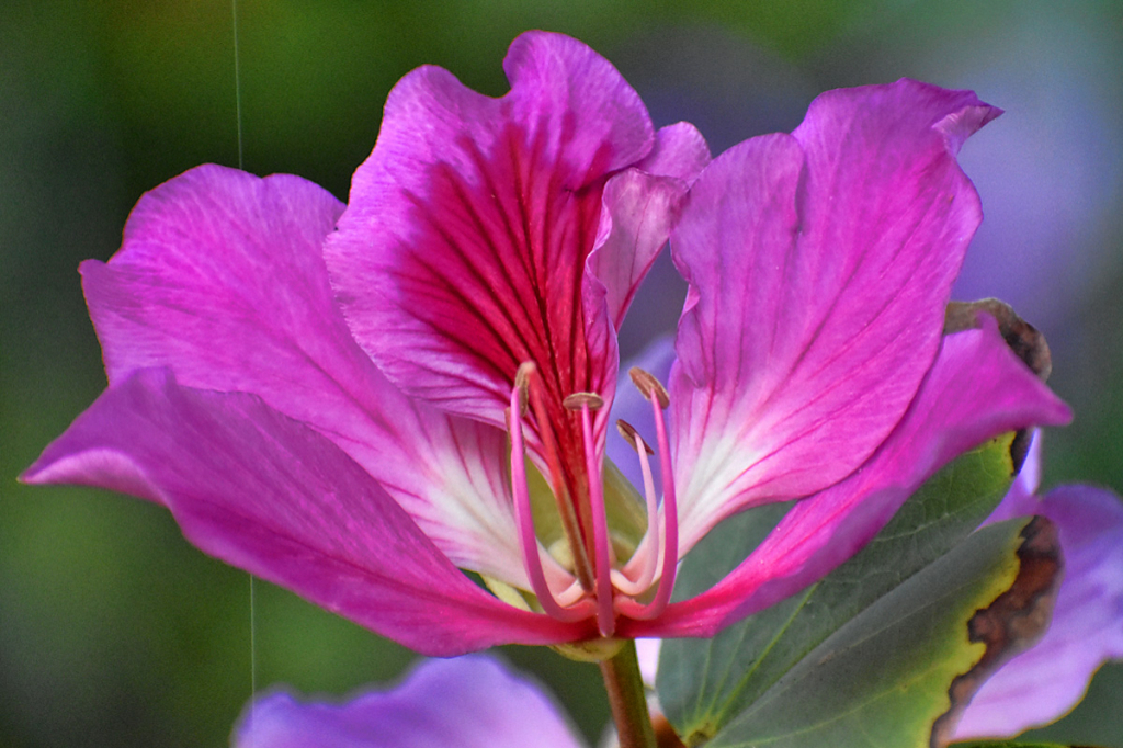 A PINK BEAUTY