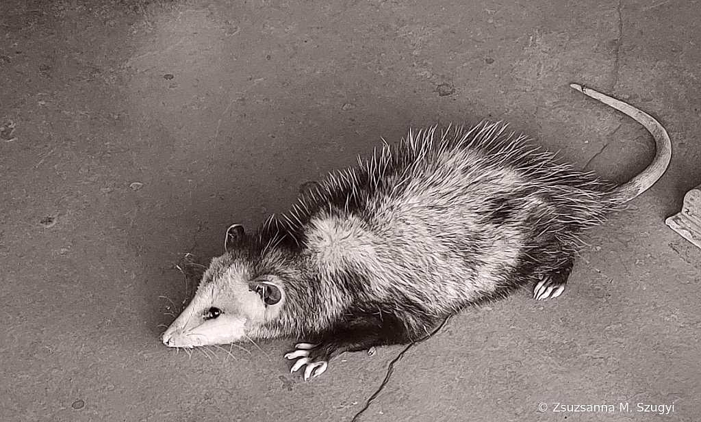 Opossum 