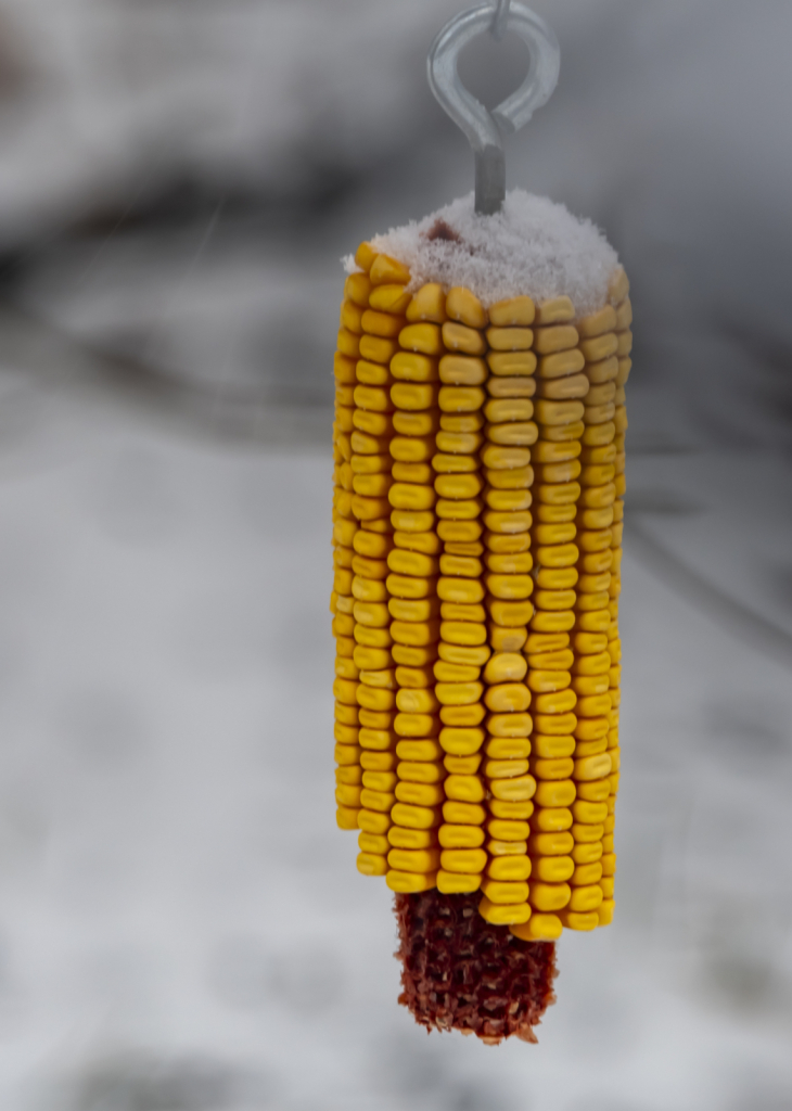 Hanging Corn