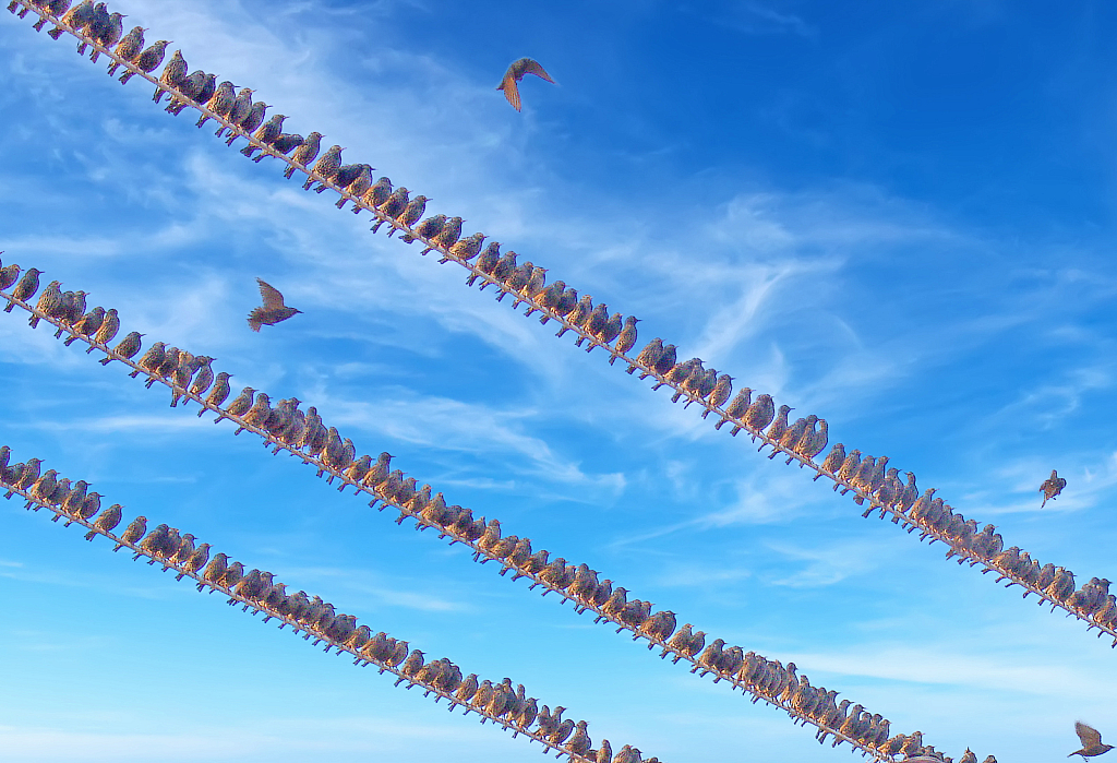 Feathered Army on the cables. Starlings.