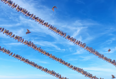 Feathered Army on the cables. Starlings.