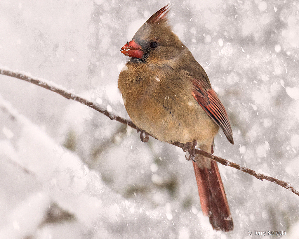 Snow Day!