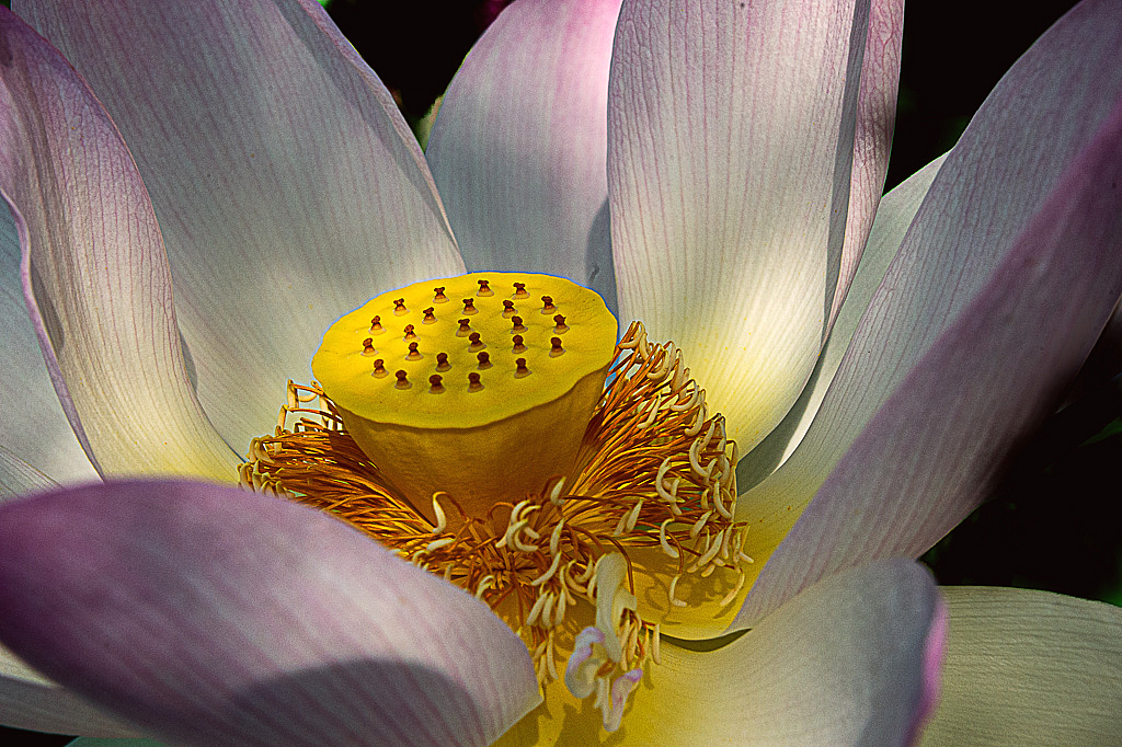 Lotus Blossom - ID: 15975218 © Bob Miller
