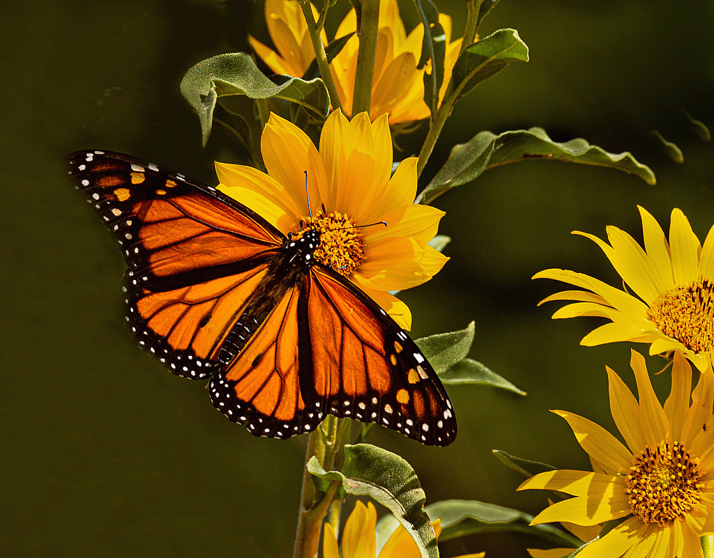 Air flower-Monarch - ID: 15975219 © Bob Miller