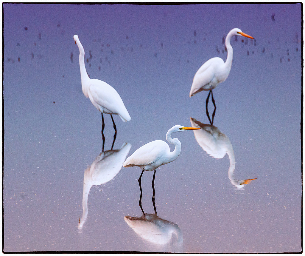 Three Egrets - ID: 15975221 © Bob Miller