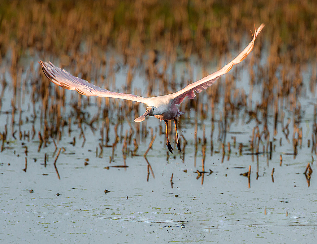 Spoonbill at Bombay Hook De - ID: 15975222 © Bob Miller