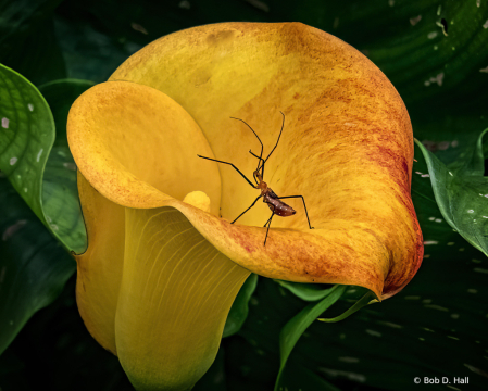 Lily Bug