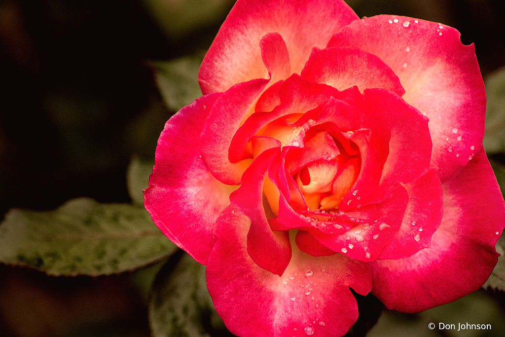 A Complex Rose 110-24-21 - ID: 15975108 © Don Johnson