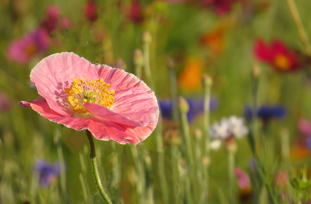 Wildflower Field