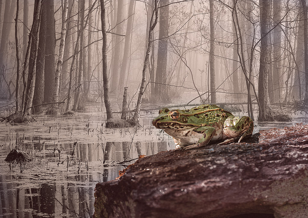 Frog in my Backyard - ID: 15975324 © Bob Miller