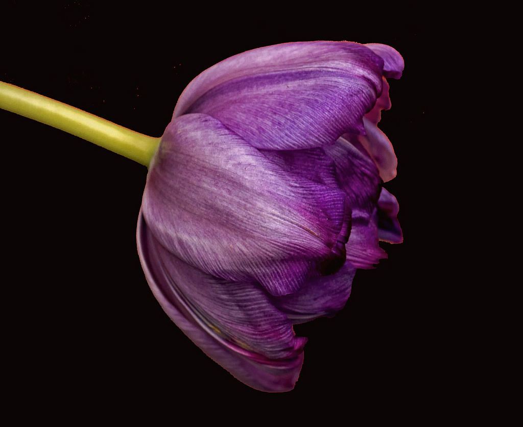 Tulip