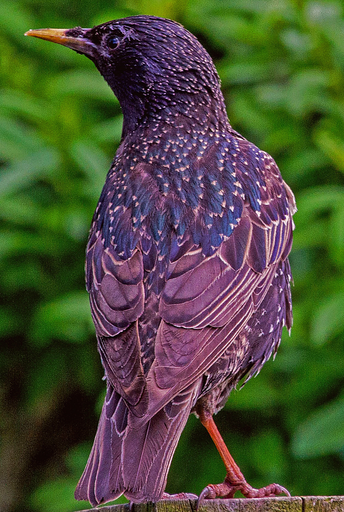 Starling