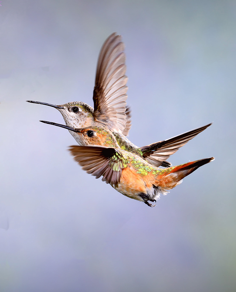 Two Hummers Together