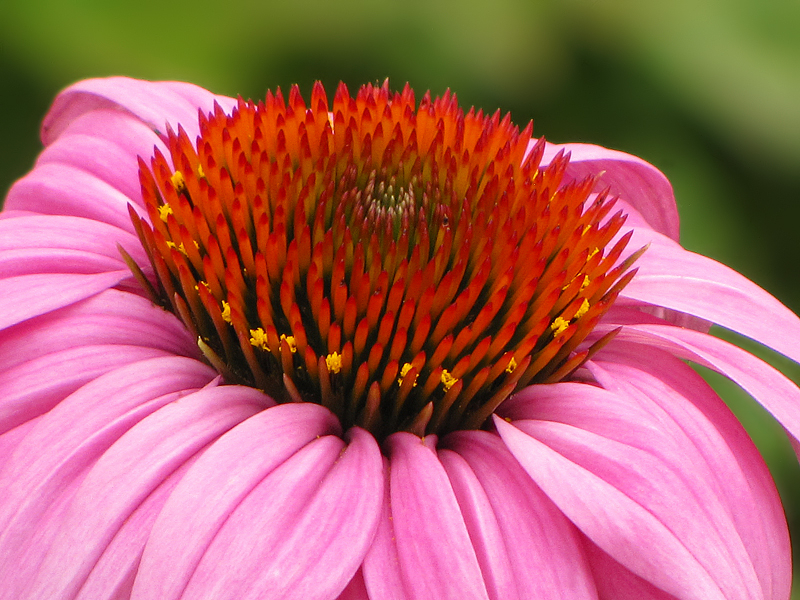 Coneflower