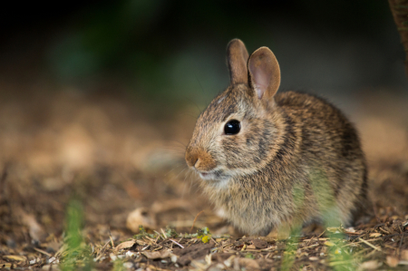 Baby Bunny