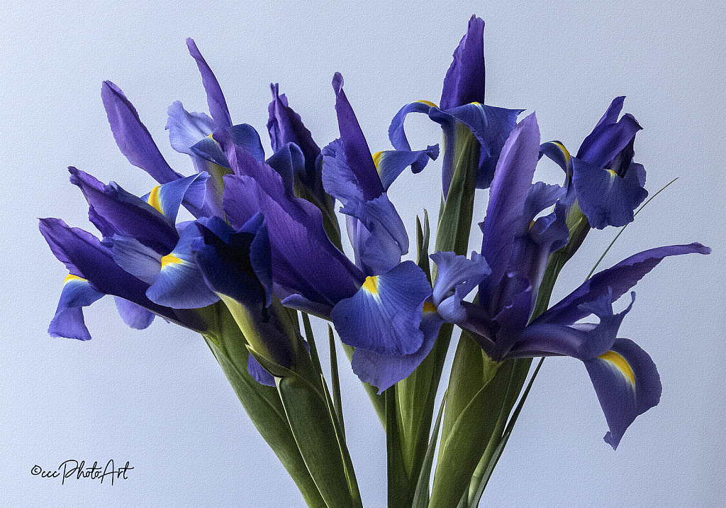 Iris Blues - ID: 15975406 © Candice C. Calhoun