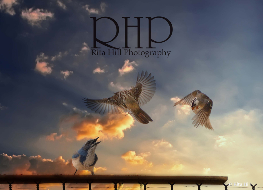 ARHP_7711 - ID: 15975560 © Rita Hill