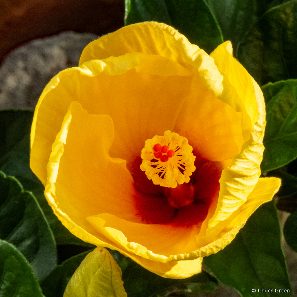 Heart of Hibiscus