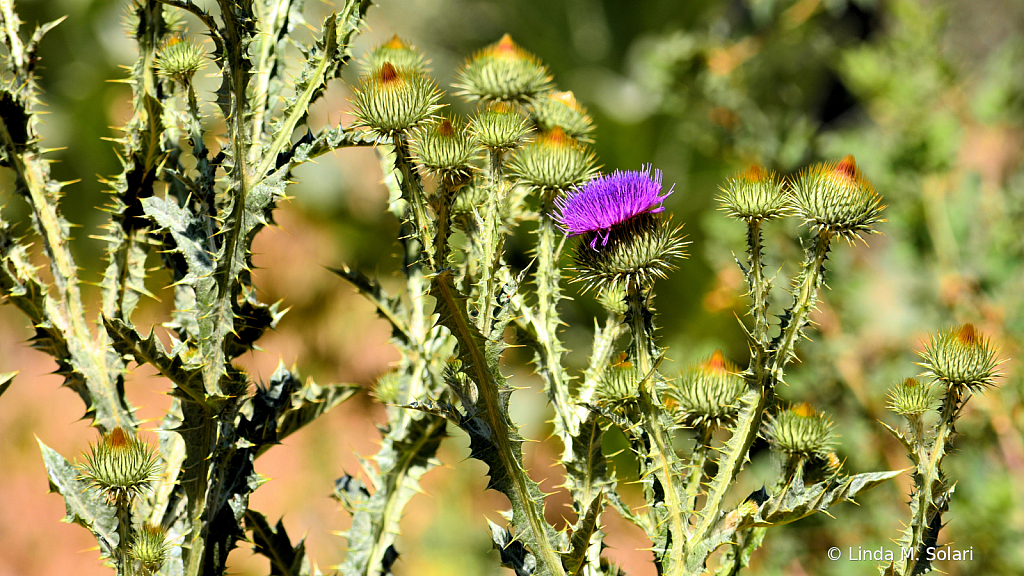 Beauty Among The Thorns