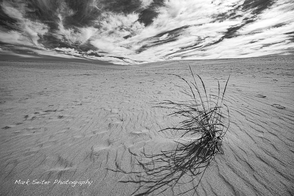 wind swept