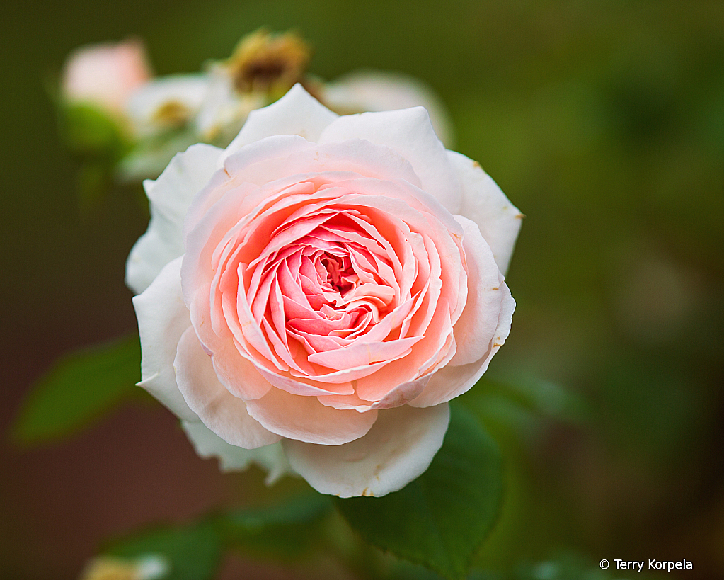 A Nice Rose - ID: 15975605 © Terry Korpela