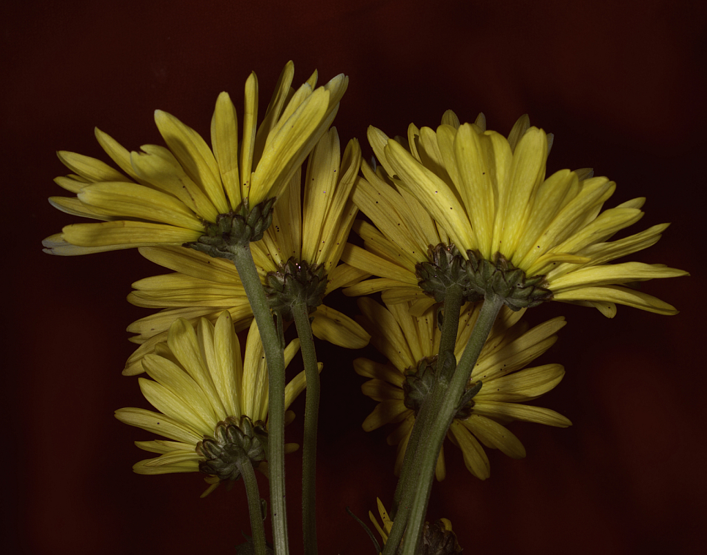 Yellow flower 