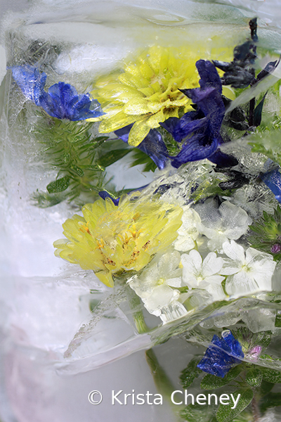 Green zinnias and salvia in ice - ID: 15975768 © Krista Cheney