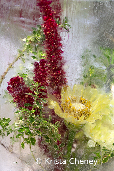 Green zinnia, amaranth, and thyme in ice - ID: 15975769 © Krista Cheney