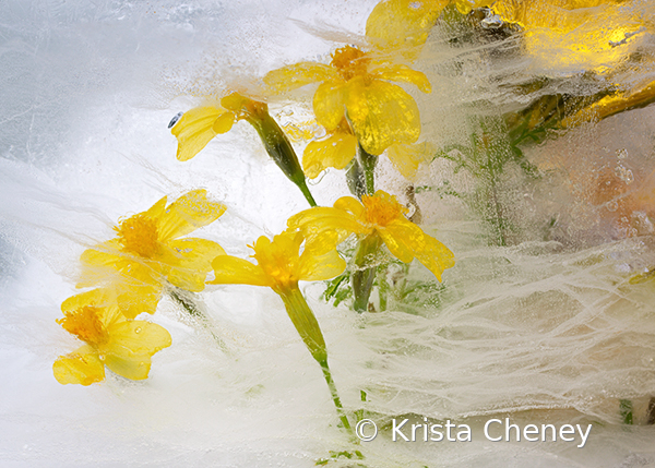 Marigolds in ice V - ID: 15975771 © Krista Cheney