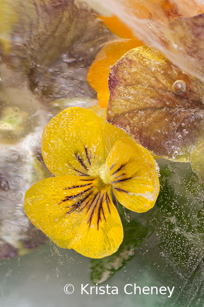 Yellow viola in ice