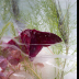 © Krista Cheney PhotoID# 15975778: Oxalis in ice III D