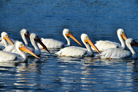 A LOT OF PELICANS