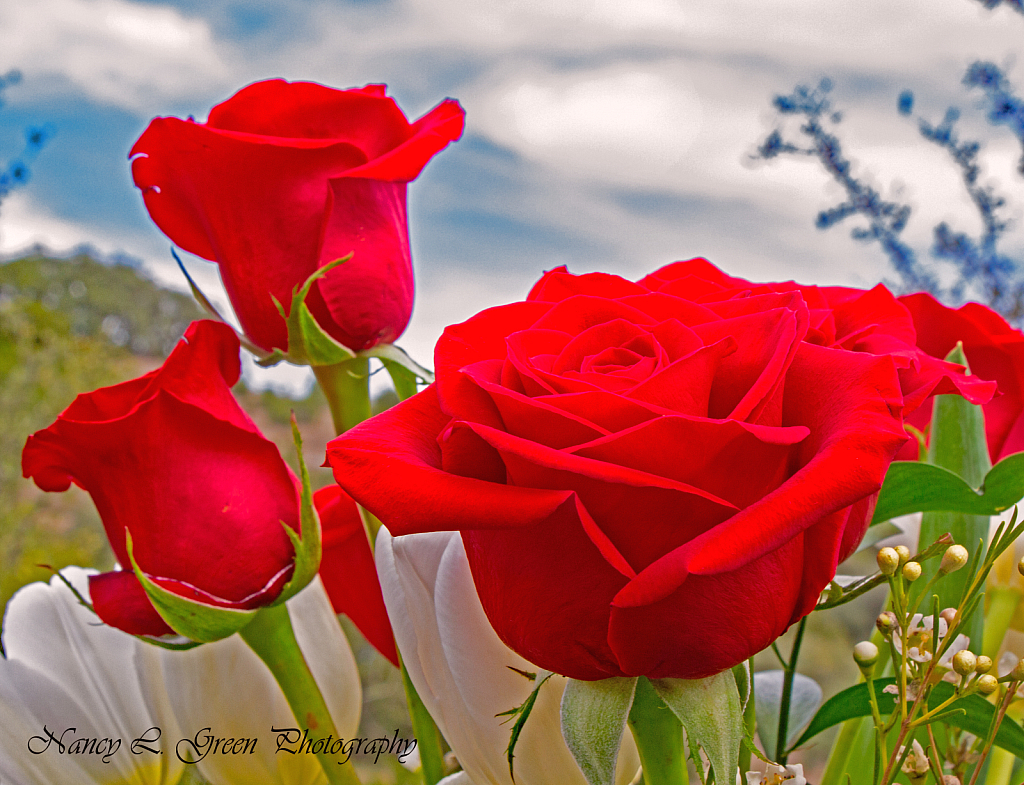 Three Red Roses