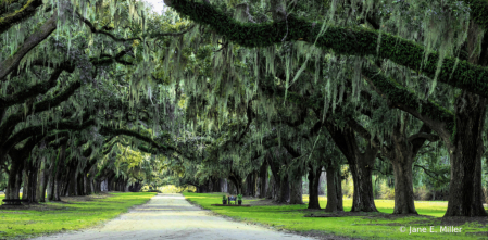 Avenue of the Oaks