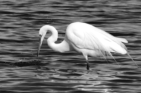 Great Egret in B&W