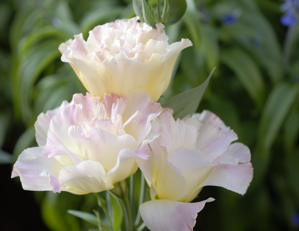 Lisianthus: Pink Champagne - ID: 15975864 © Kathleen McCauley