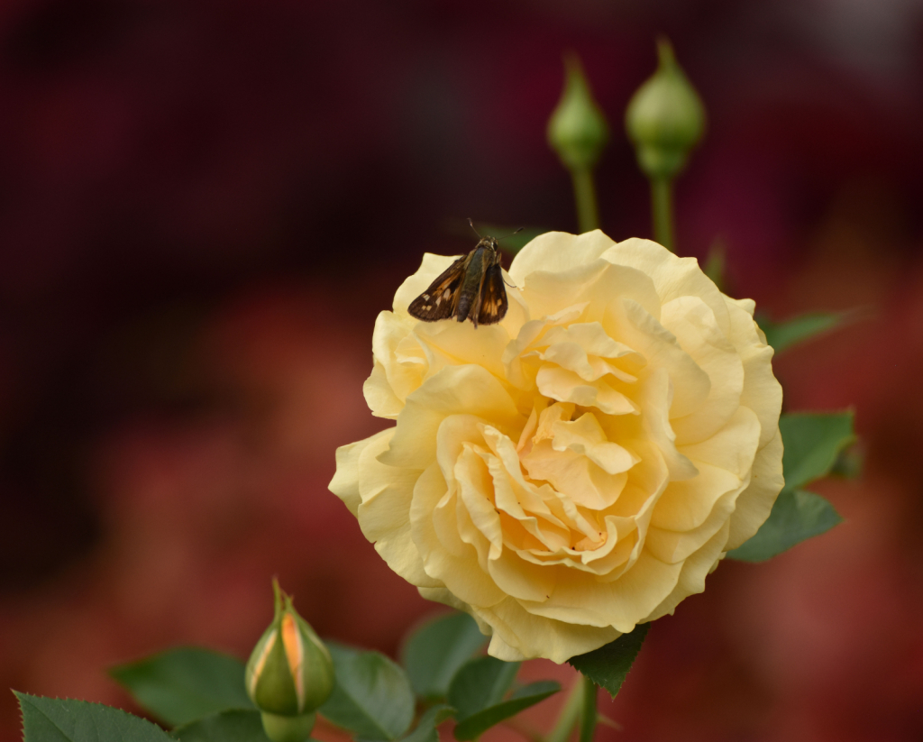 Julia Child floribunda rose and friend - ID: 15975867 © Kathleen McCauley