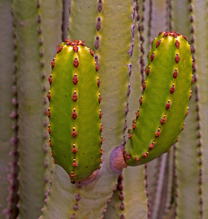 Cactus