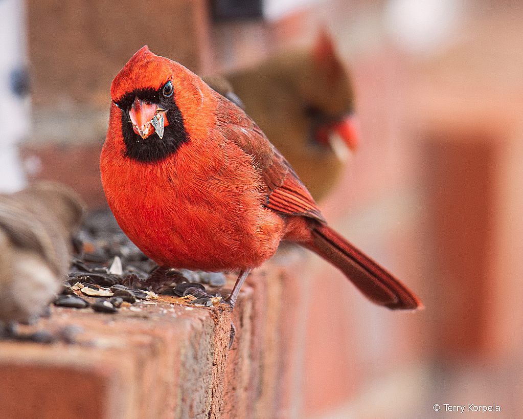 Cardinal - ID: 15976067 © Terry Korpela