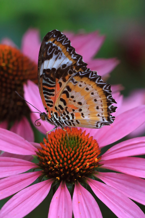 Lacewing on Cone Flower